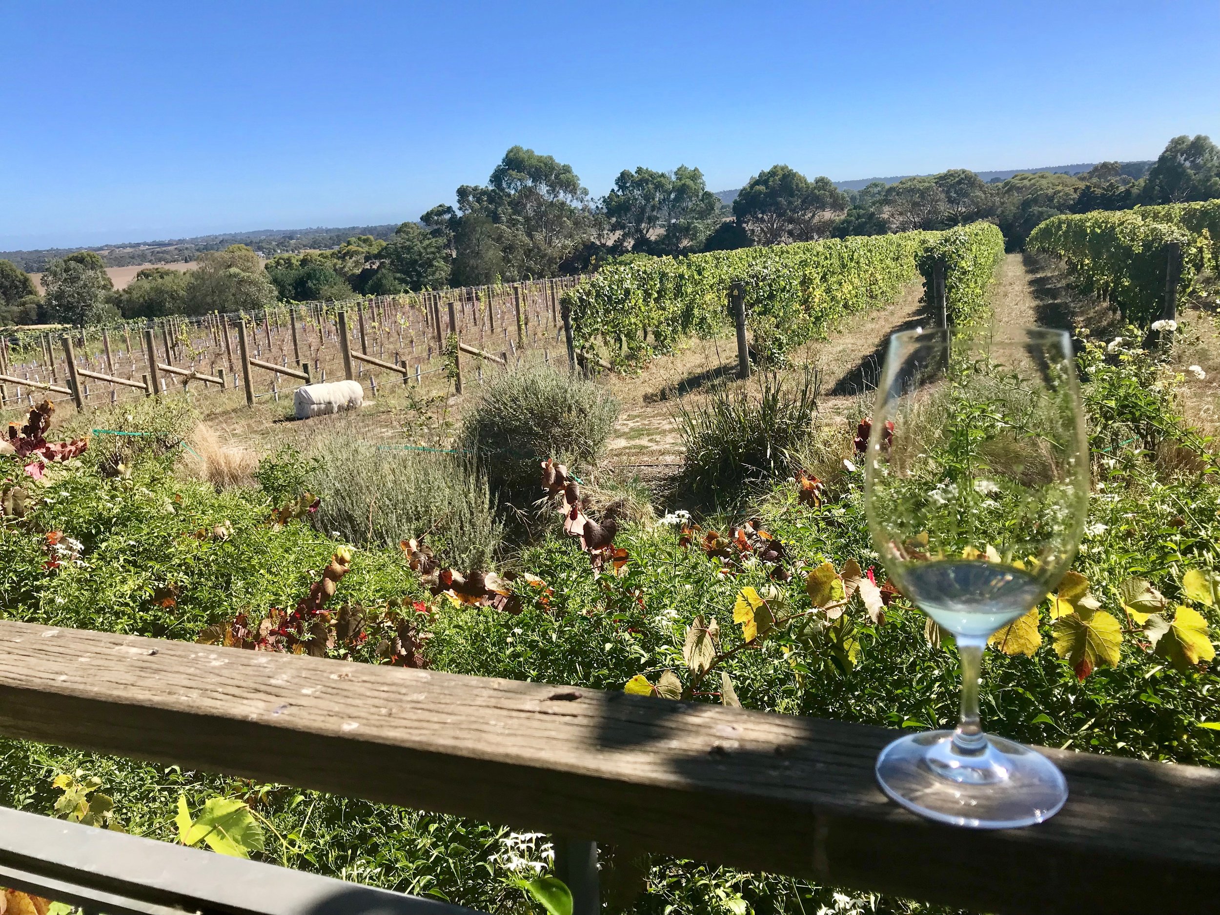 Young Chardonnay vines at left; 35 year old vines at right.