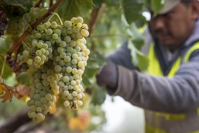 Harvesting Chardonnay in Napa.