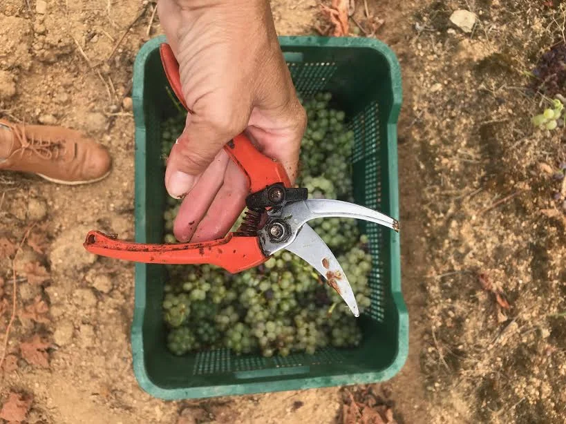 THURSDAY'S THRILL - A Spanish White: Alma de Vino Mar y Montaña