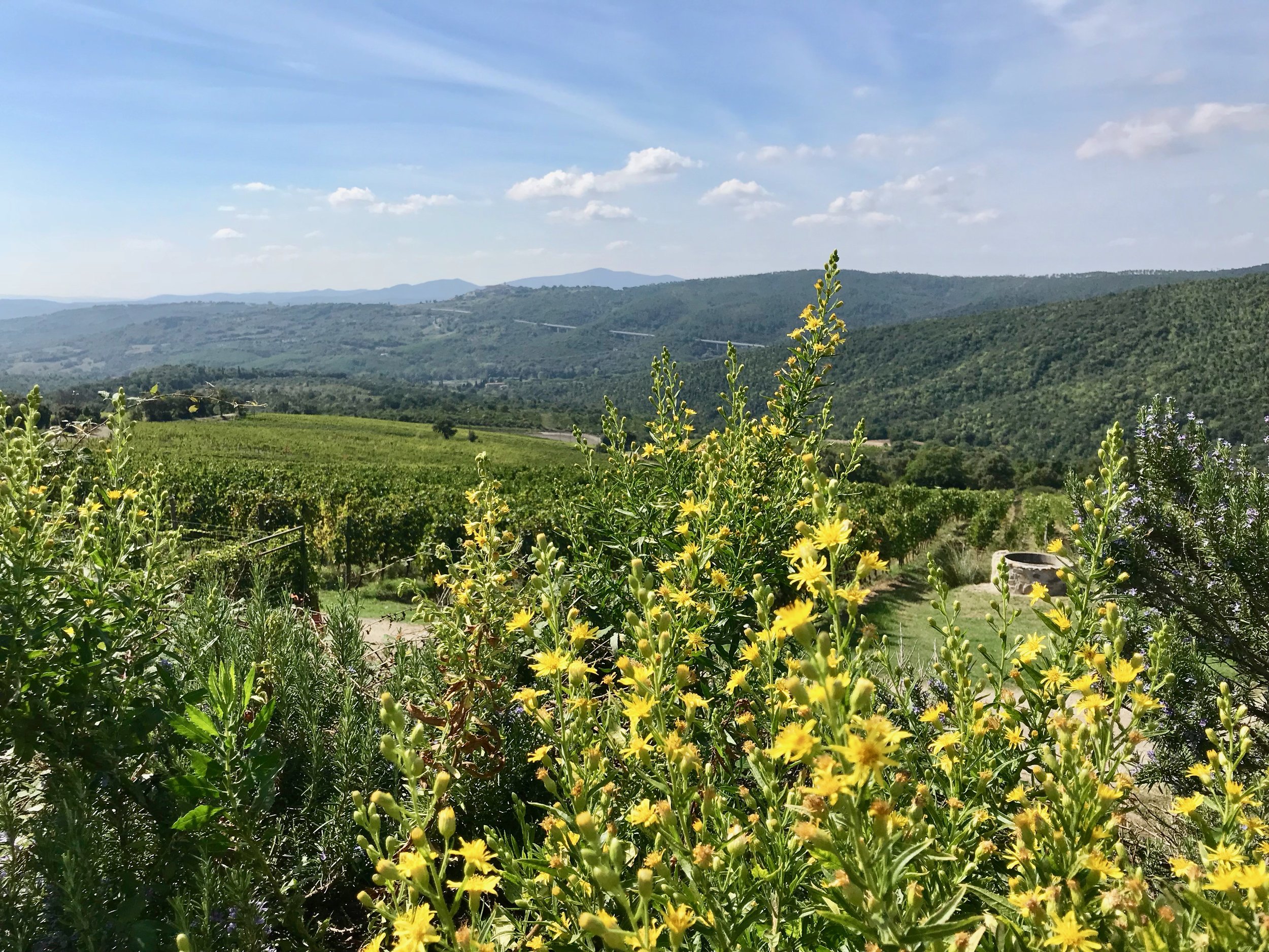 The views from Tenuta L’Impostino. The quality of the Tuscan light is impossible to capture in a photograph.