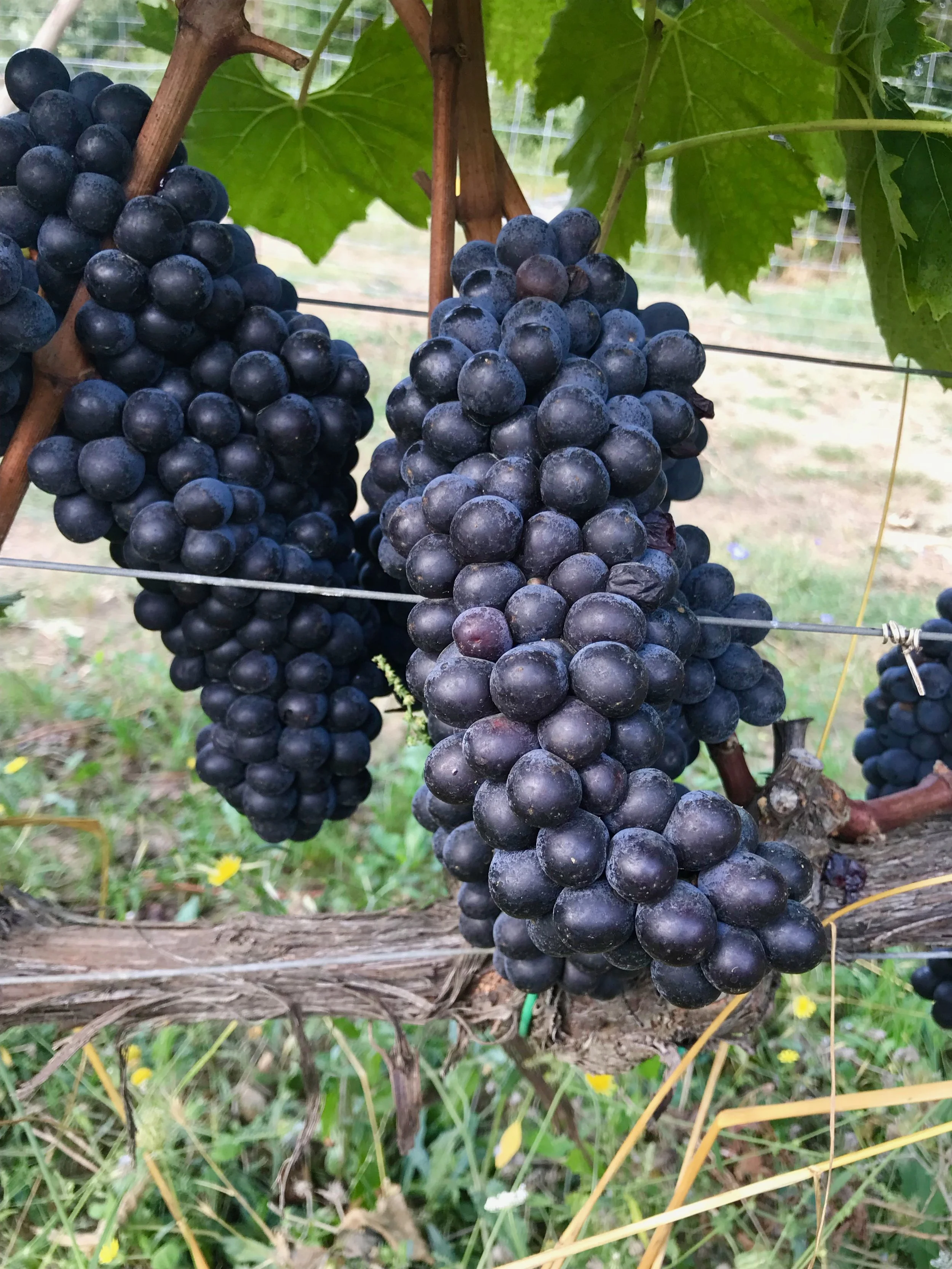 Taste The Flavors of Montecucco, Tuscany’s Up-and-Coming Wine Region