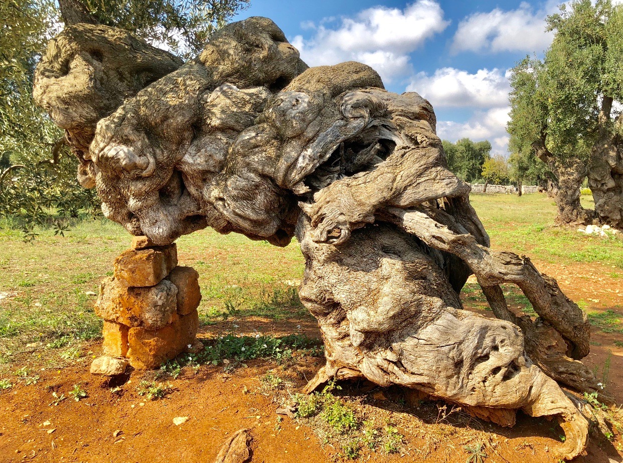 In Salento, A Gnarly and twisted trunk of an old olive tree (perhaps one or two thousand years old!) is supported by stones.