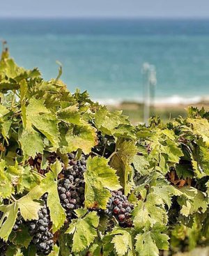MONTEPULCIANO IS A WINE GRAPE INDIGENOUS TO THE ABRUZZO REGION, NOT TO BE CONFUSED WITH VINO NOBILE DI MONTEPULCIANO, A TUSCAN WINE MADE FROM MOSTLY SANGIOVESE grapes.