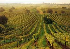 Austrian Red Wine: Introducing Zweigelt and Blaufränkisch