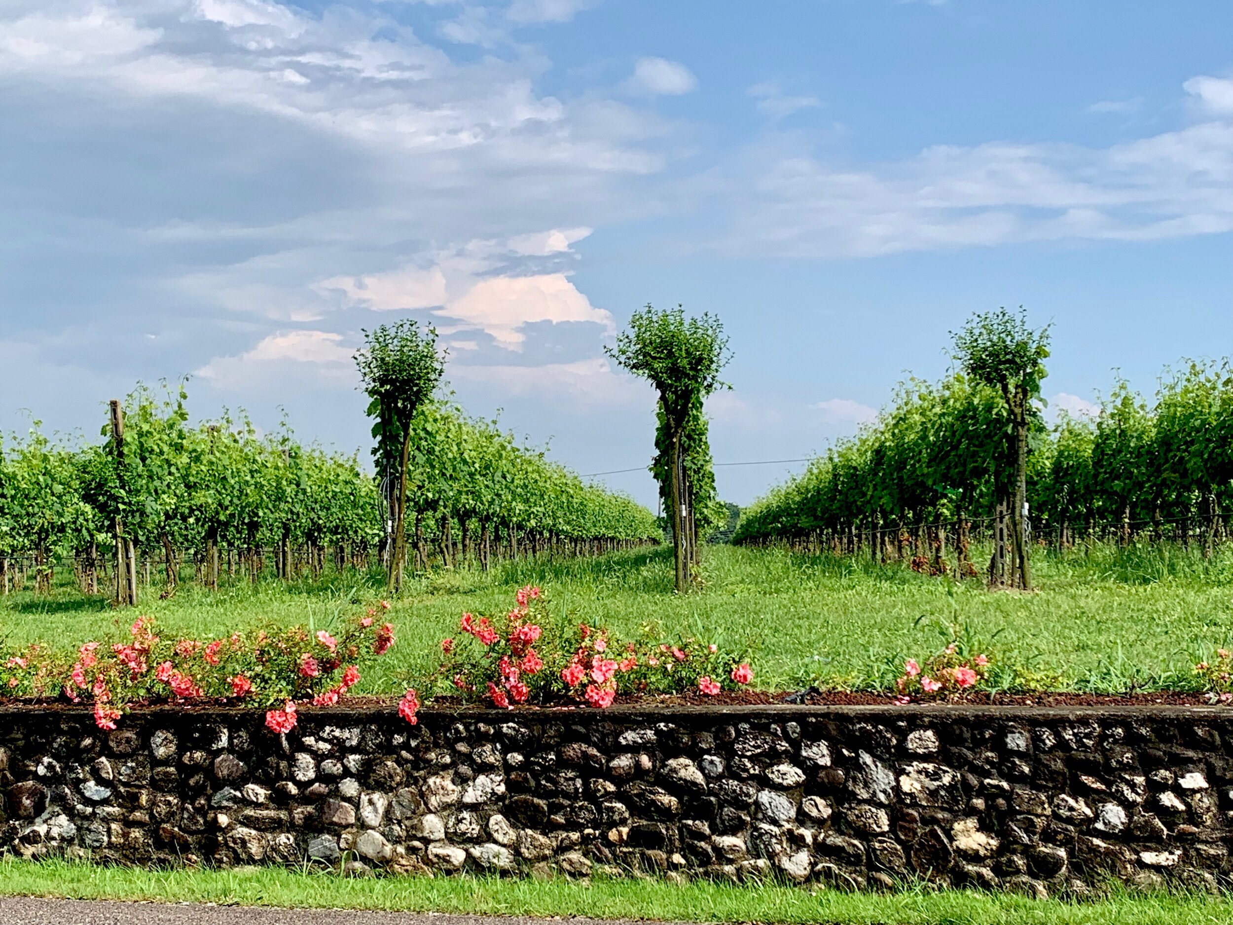 Vineyard views at Cantina Ricchi