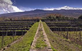 Thursday's Thrill: Tenuta Tascante Winery on The Slopes of Sicily's Mount Etna