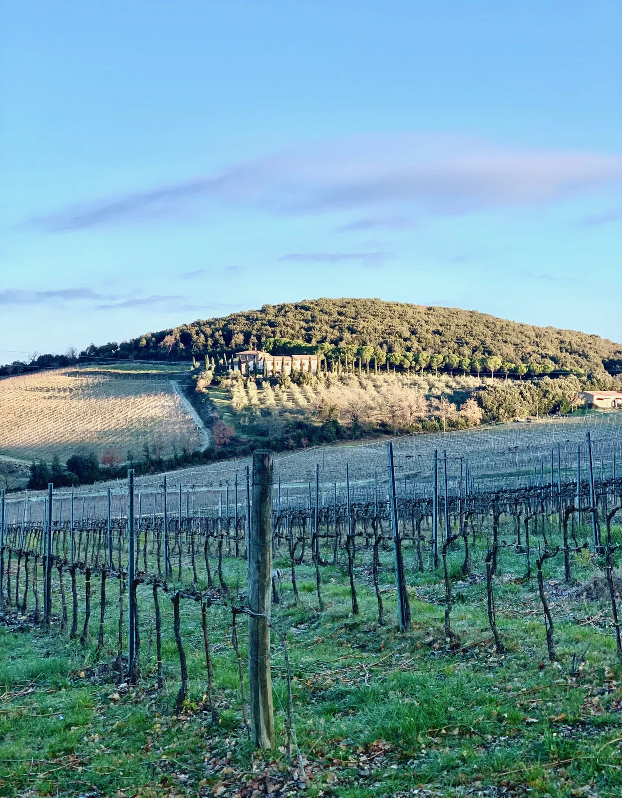 The Fabulous '15s: Getting to Know Brunello di Montalcino