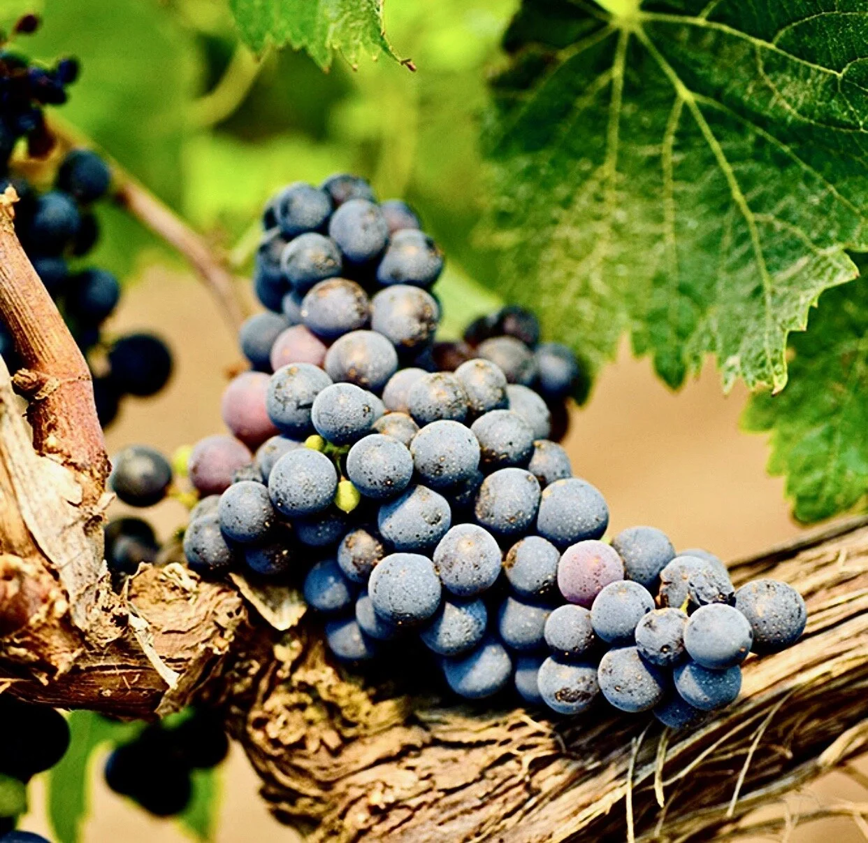 No Longer a Simple Blending Grape, Susumaniello Proves It Can Stand Alone