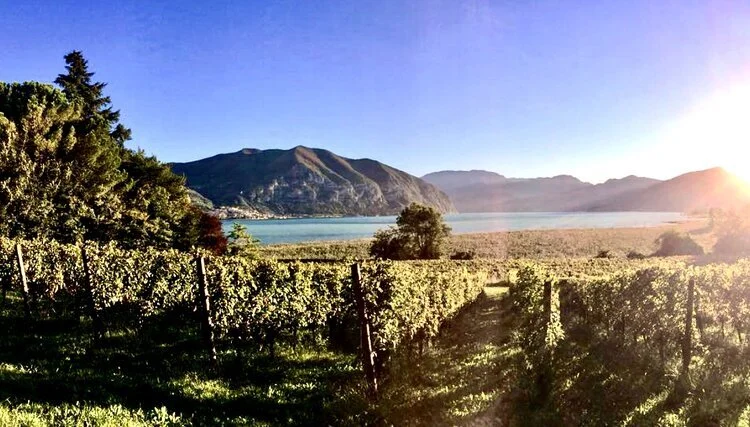 Growing and Going Together: Franciacorta Sparkling Wine and Lake Fish with Lemon Caper Sauce