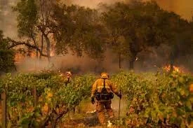 Wildfires Rage Across California Wine Country. Again. How to Help