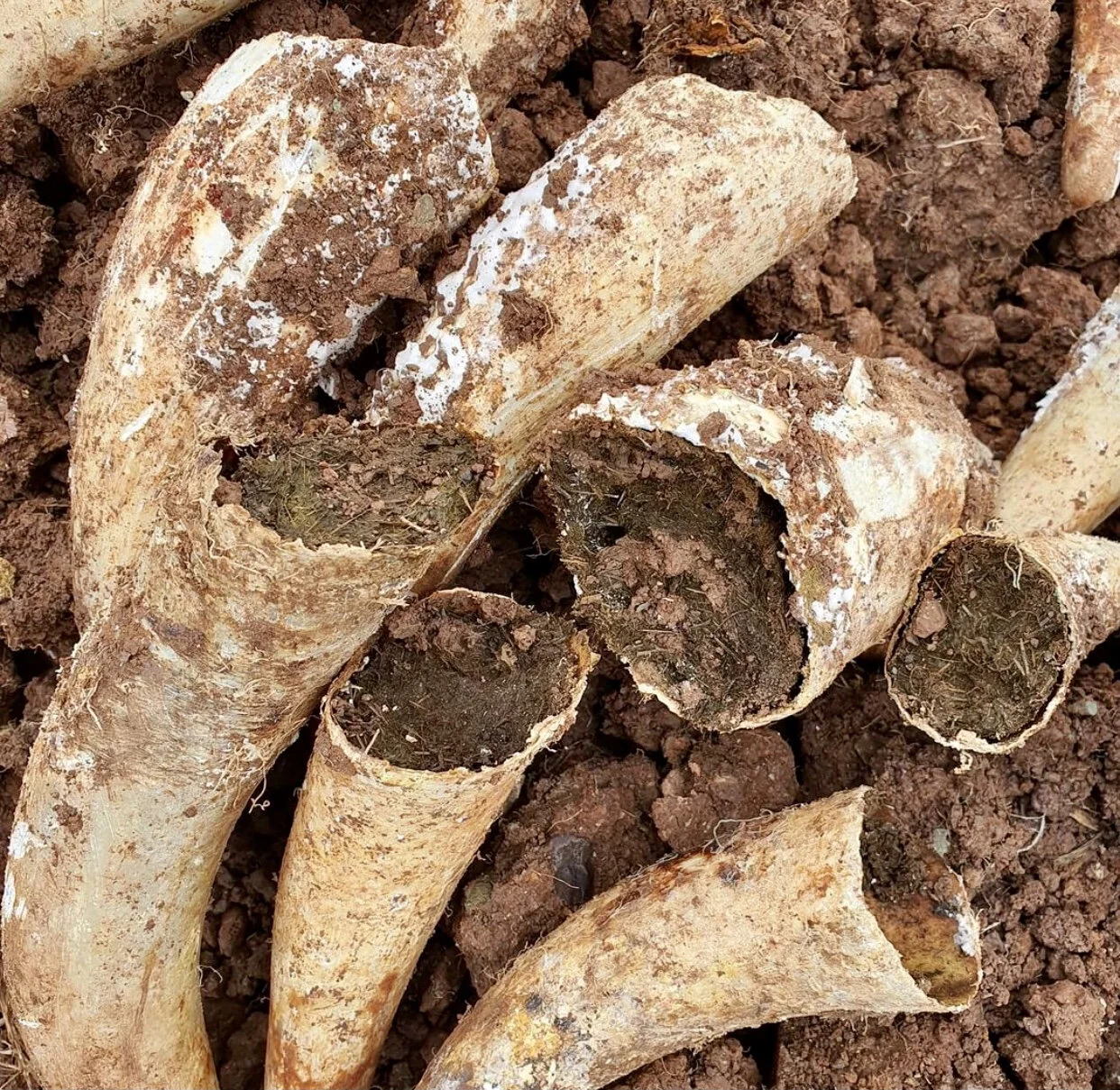 Grape Collective Article: Moonstruck in Alsace, How Biodynamic Winemakers are Connecting the Dots Between Soil and Sky