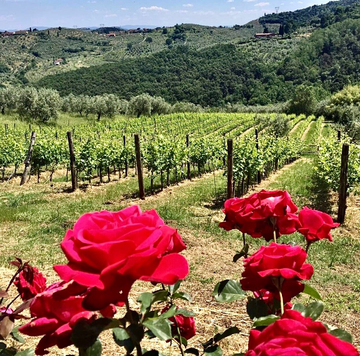 From Carmignano, Tuscany's First Official Wine Region, A Winery Worth Discovering