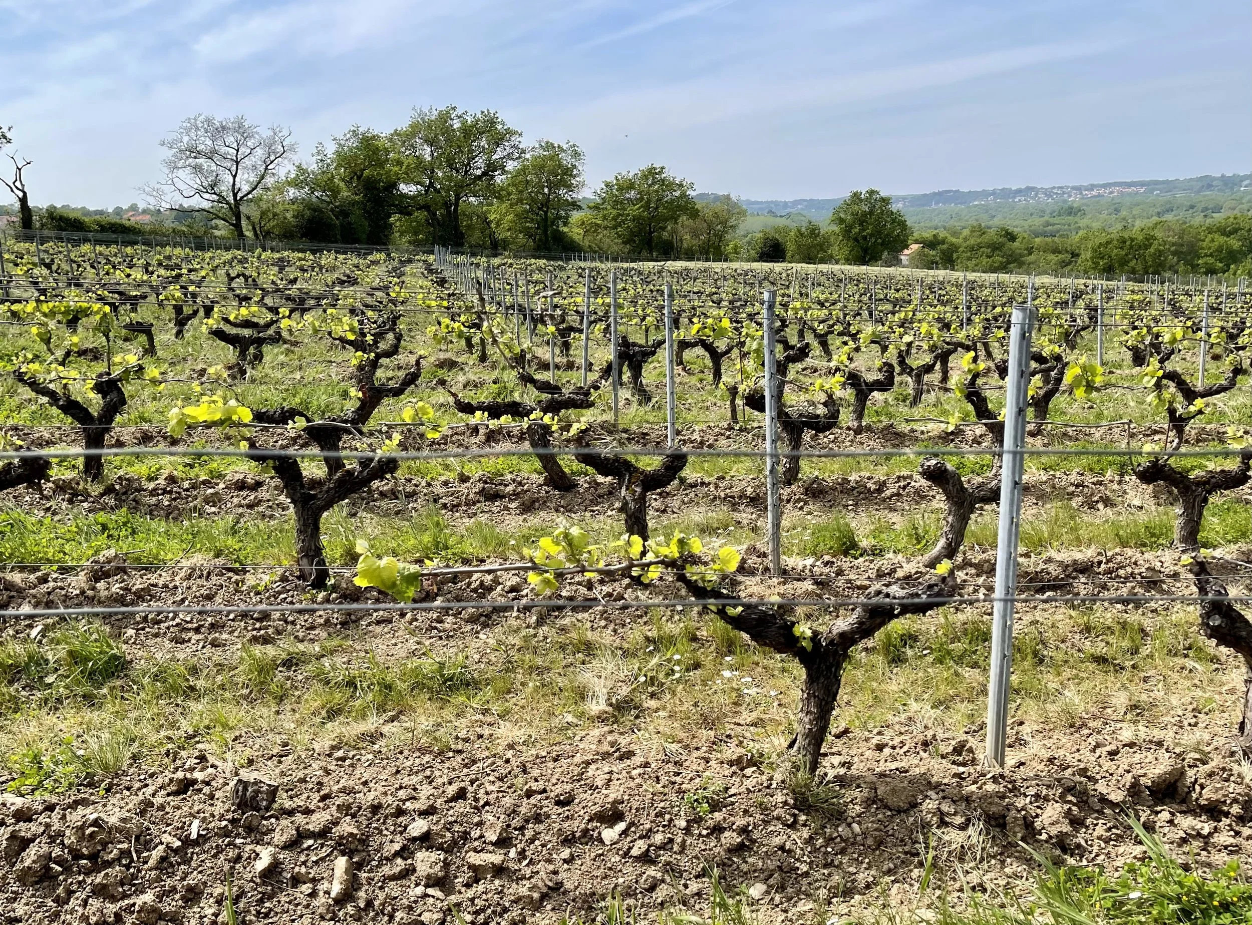 Loire Valley Vintners Are Embracing Organic Wine