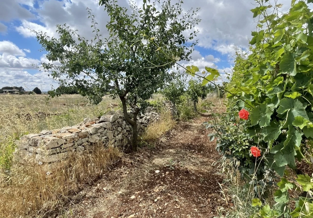 A Wine Worth Knowing: Fatalone Primitivo Riserva 2019