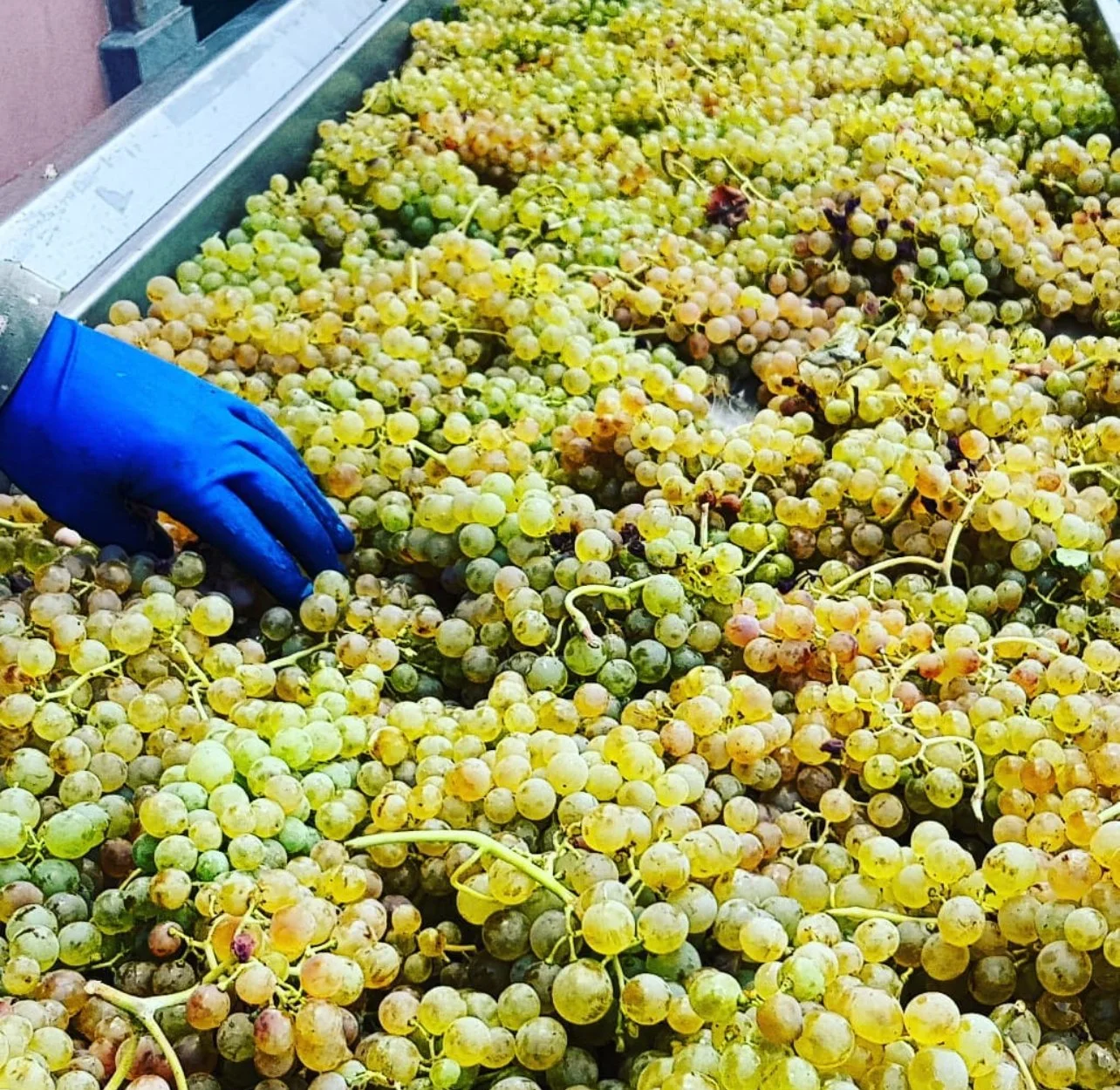 Spotlight on Vermentino, a Mediterranean Treasure