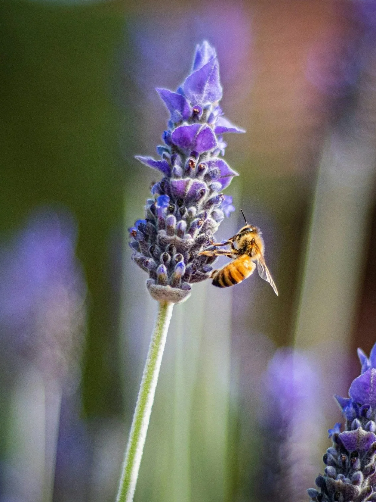 Les Abeilles: How One Rhone Valley Winery Protects Bees