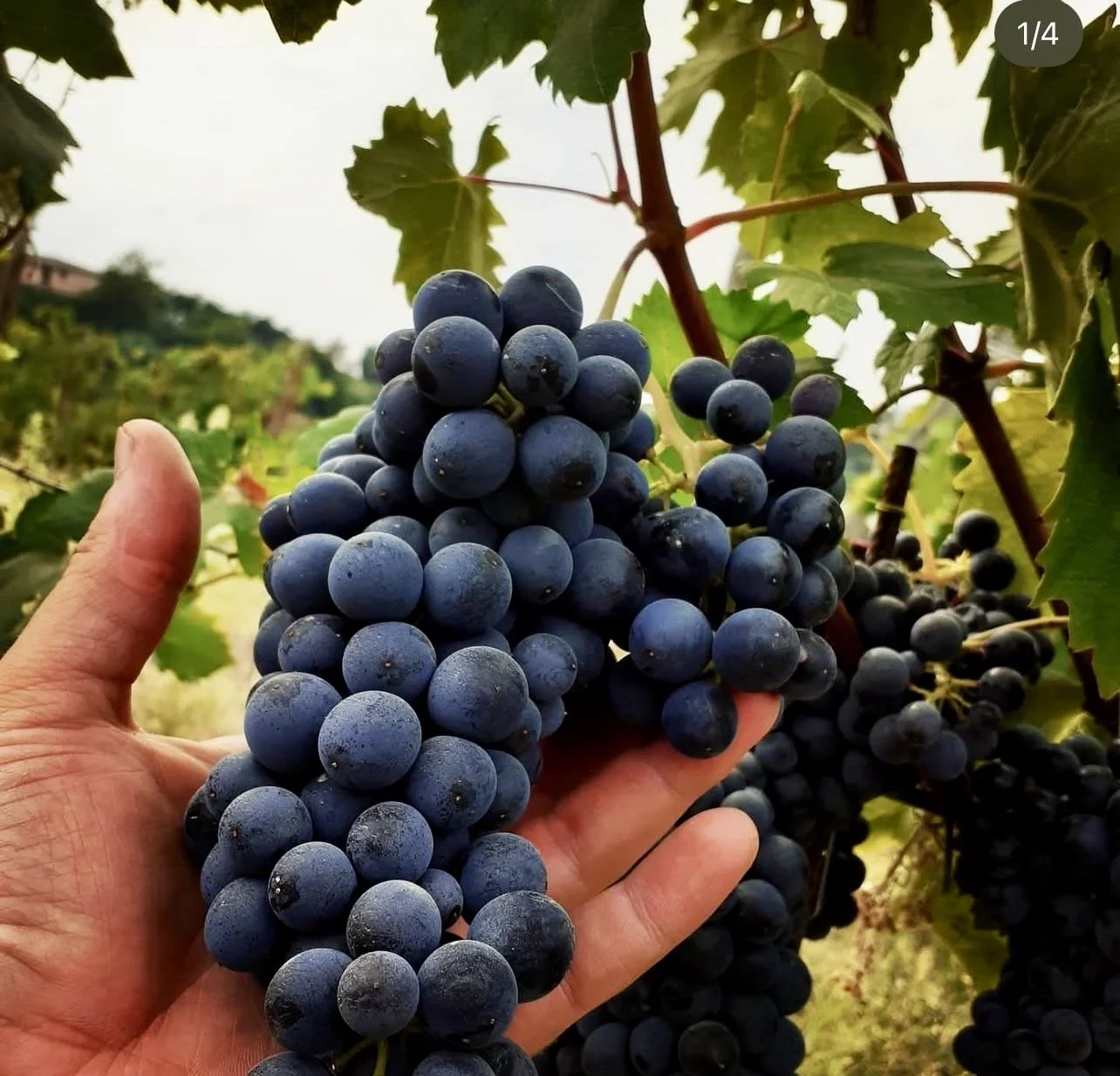The New Face of Nizza: Inside Frasca La Guaragna