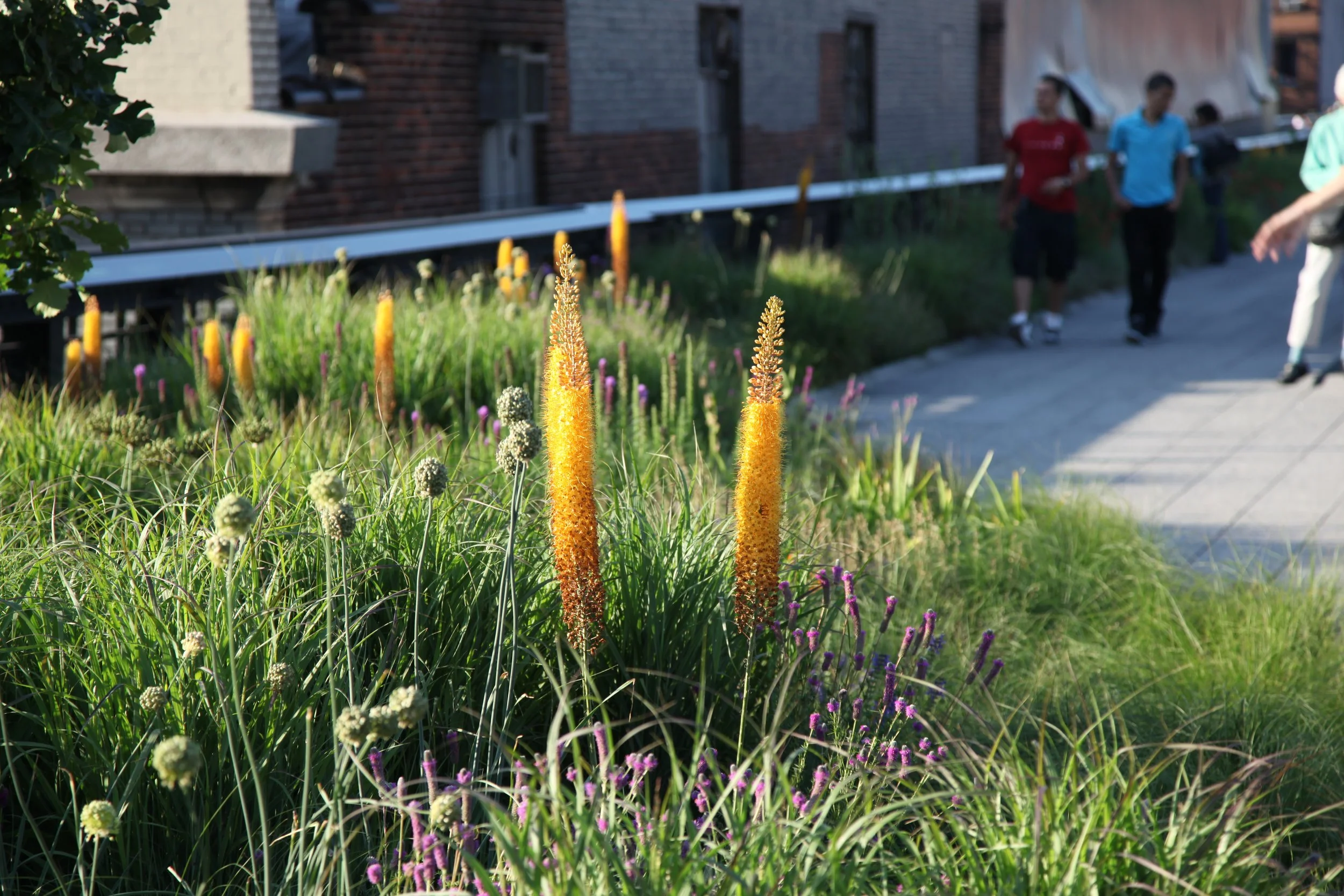 Foxtails-on-The-High-Line-NYC-NY.JPG