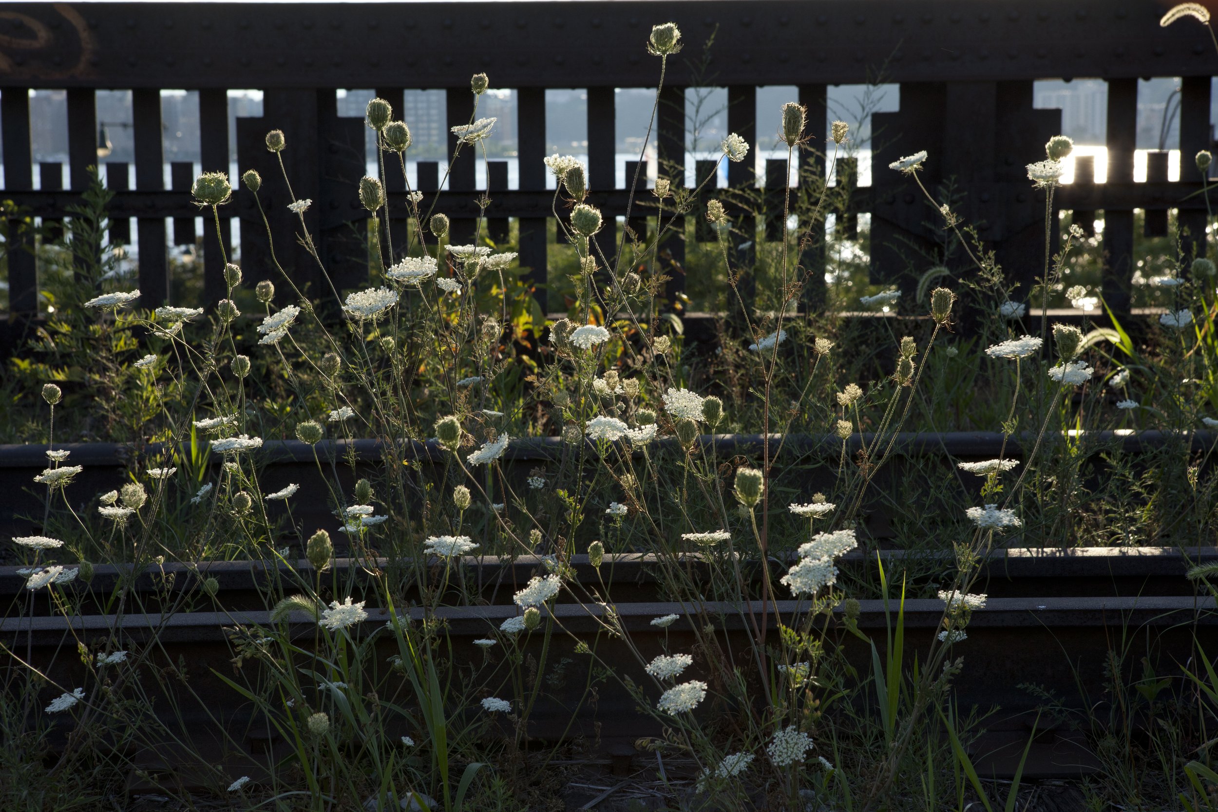 0032-RailYards-photo-by-Amelia-Krales-Courtesy-of-Friends-of-the-High-Line.jpg
