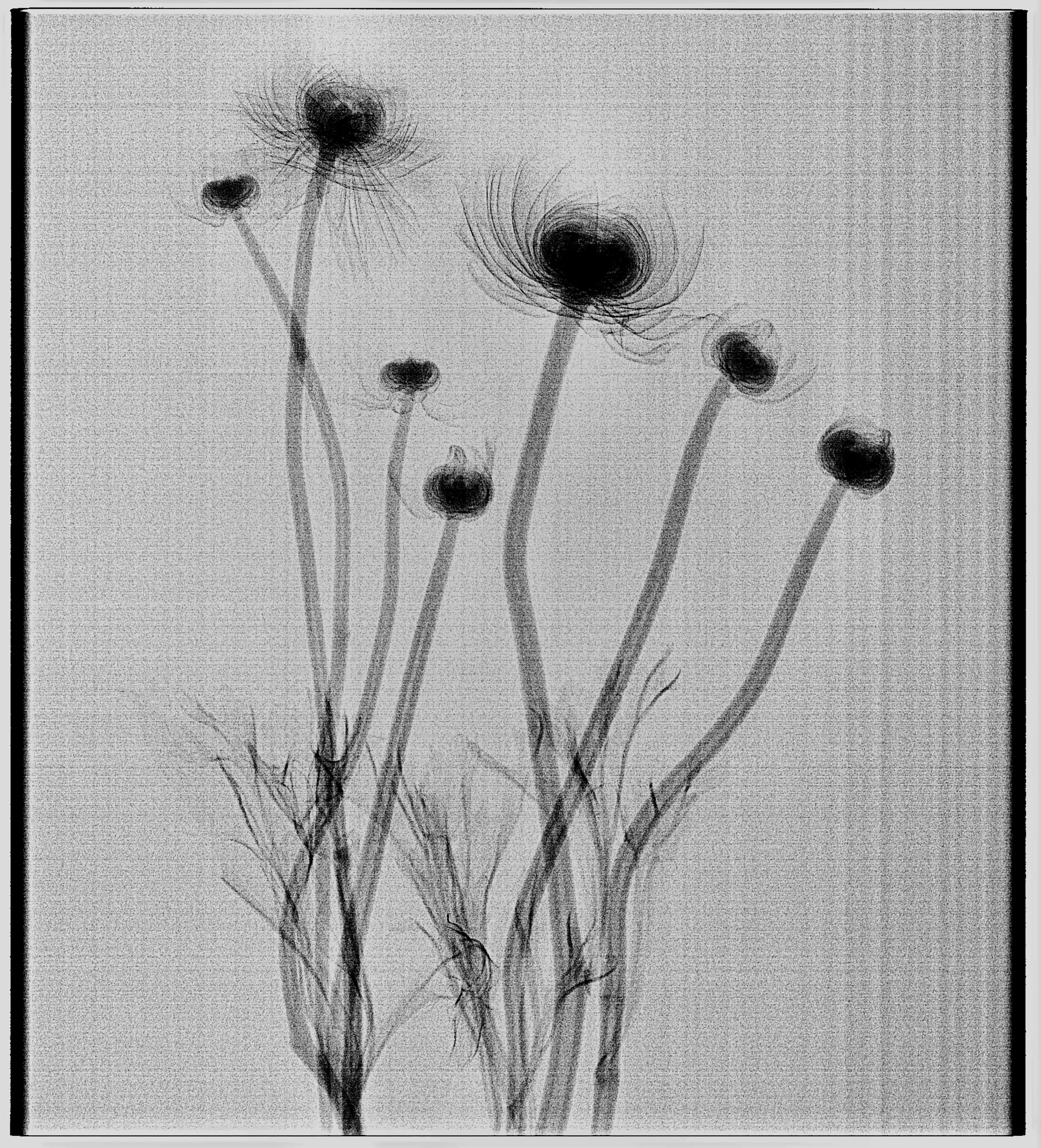 flower_flower-flower_Cephalo_20251031143453_WEB.jpg