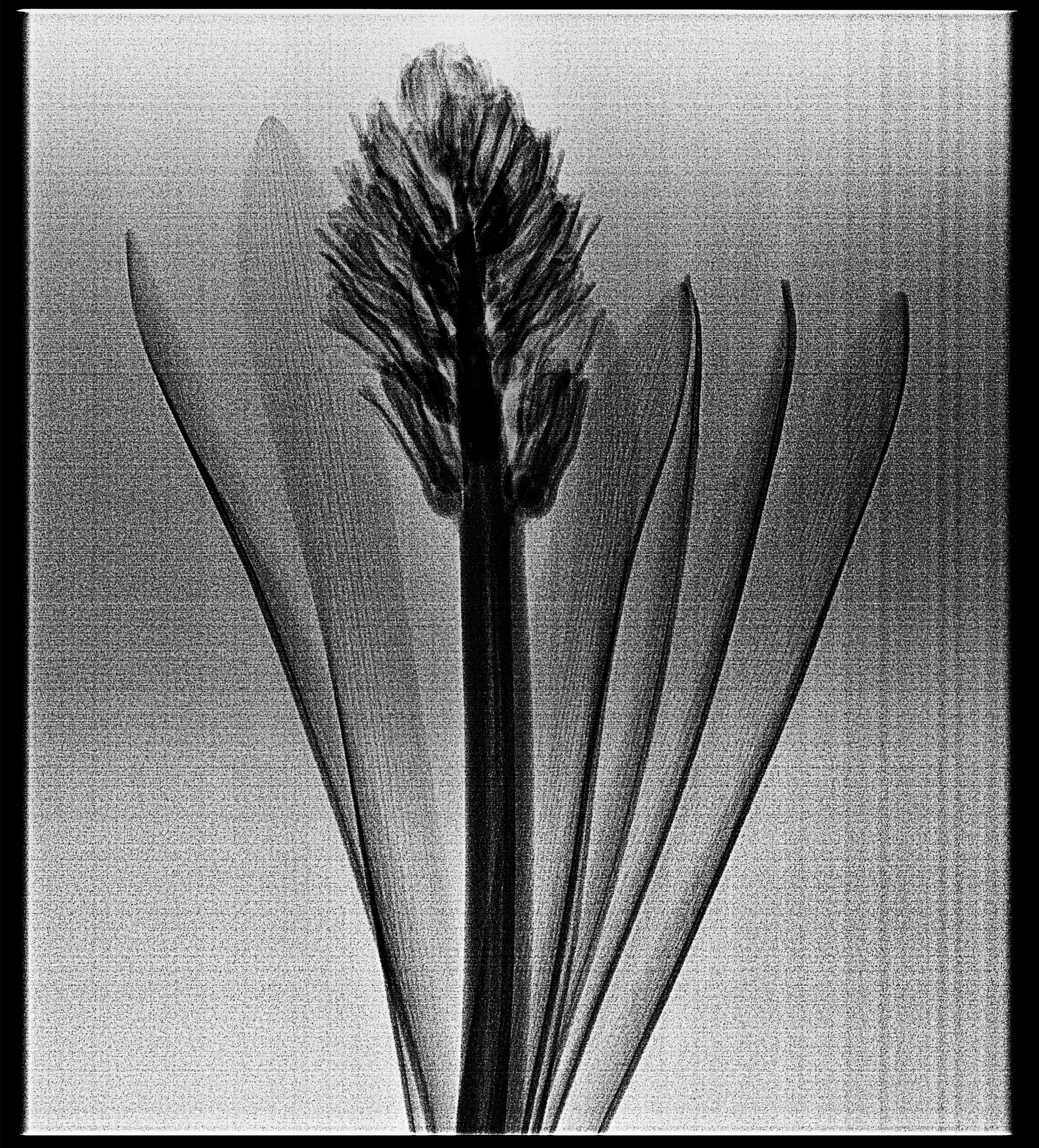 flower_flower-flower_Cephalo_20251212110104_WEB.jpg