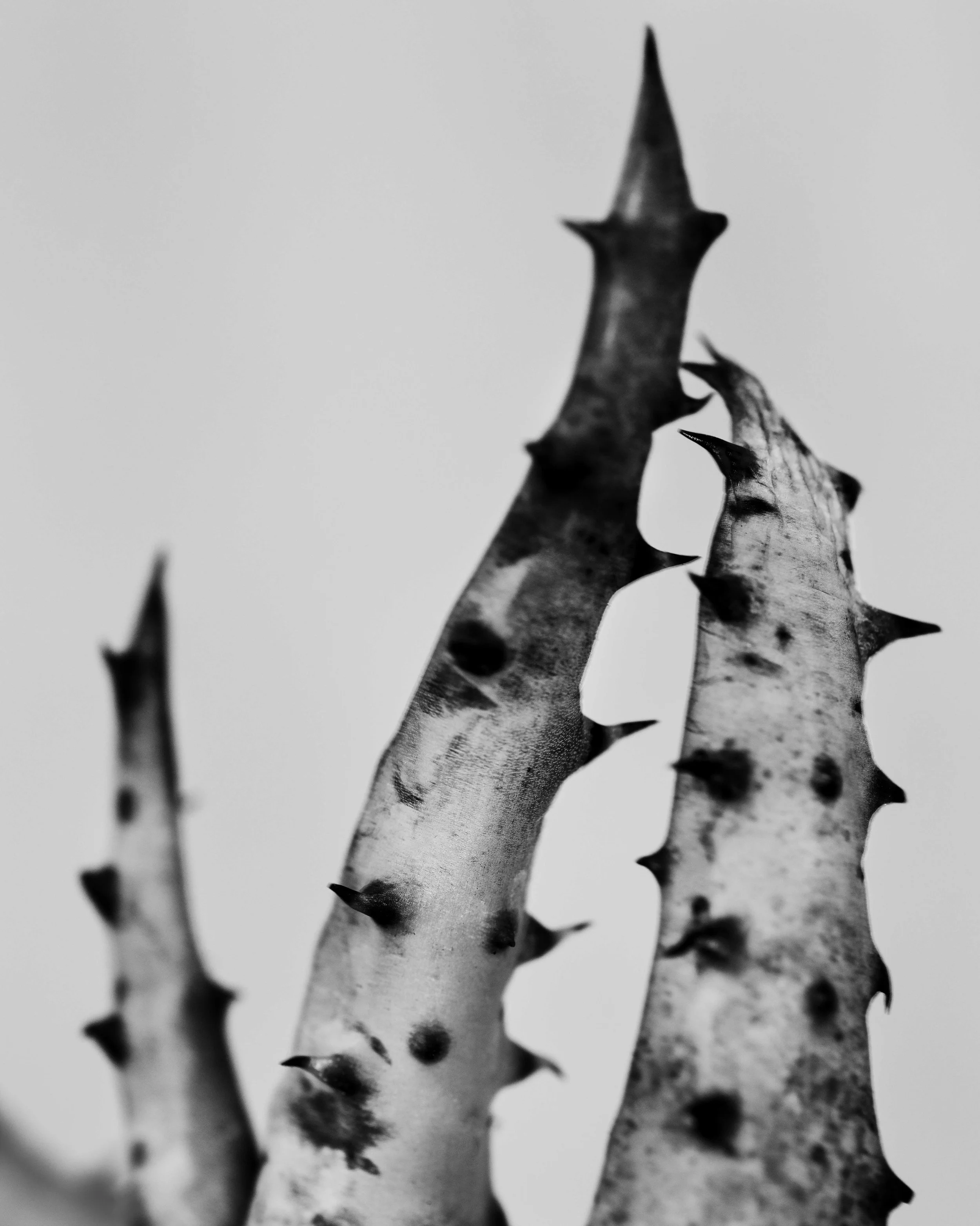 27-JAN-Still-Life0028_WEB.jpg