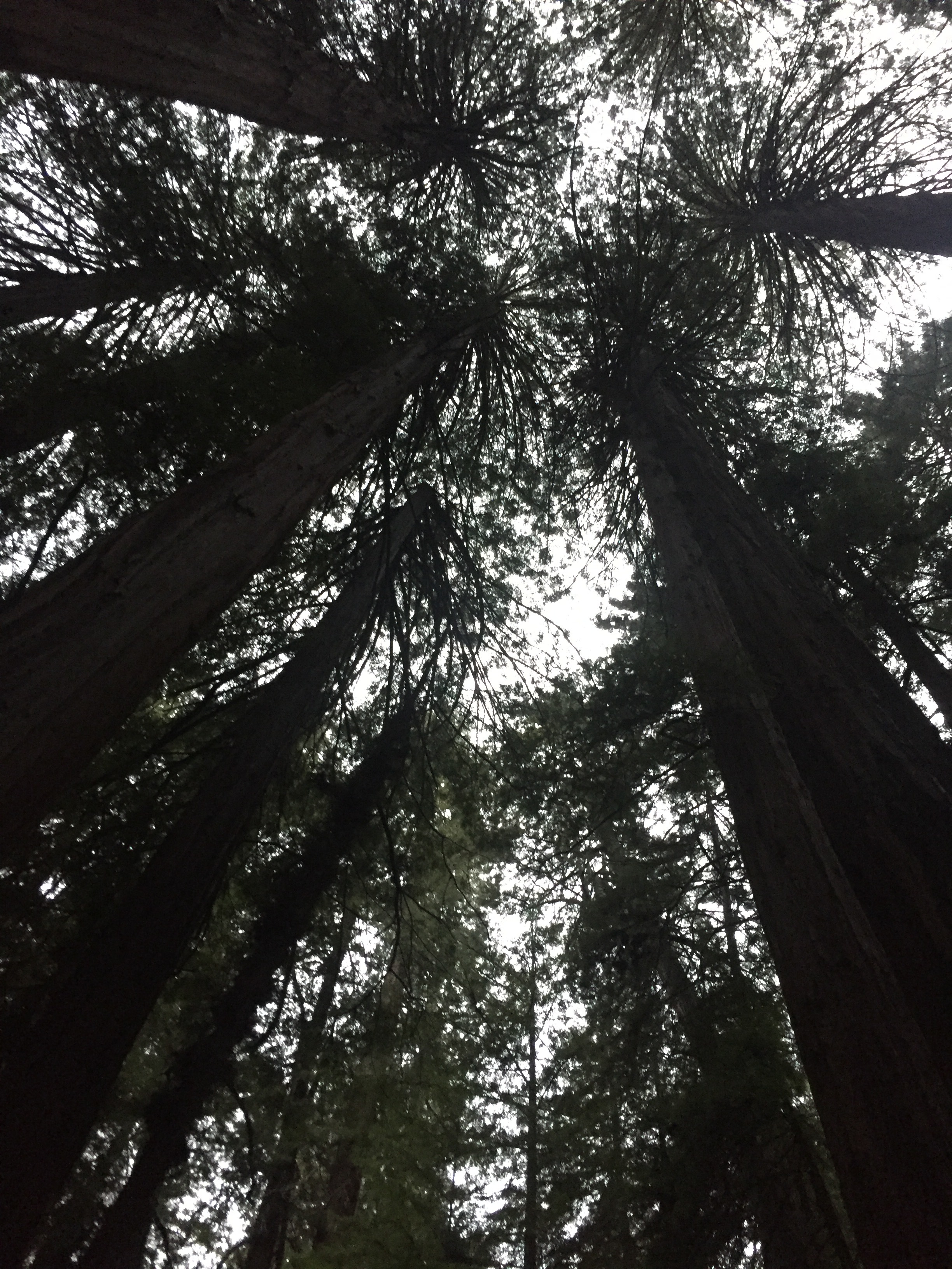 The Redwoods of Muir Woods are over 250 ft. and range in width to 14 ft. Some of these big guys are over 1,000 years old!