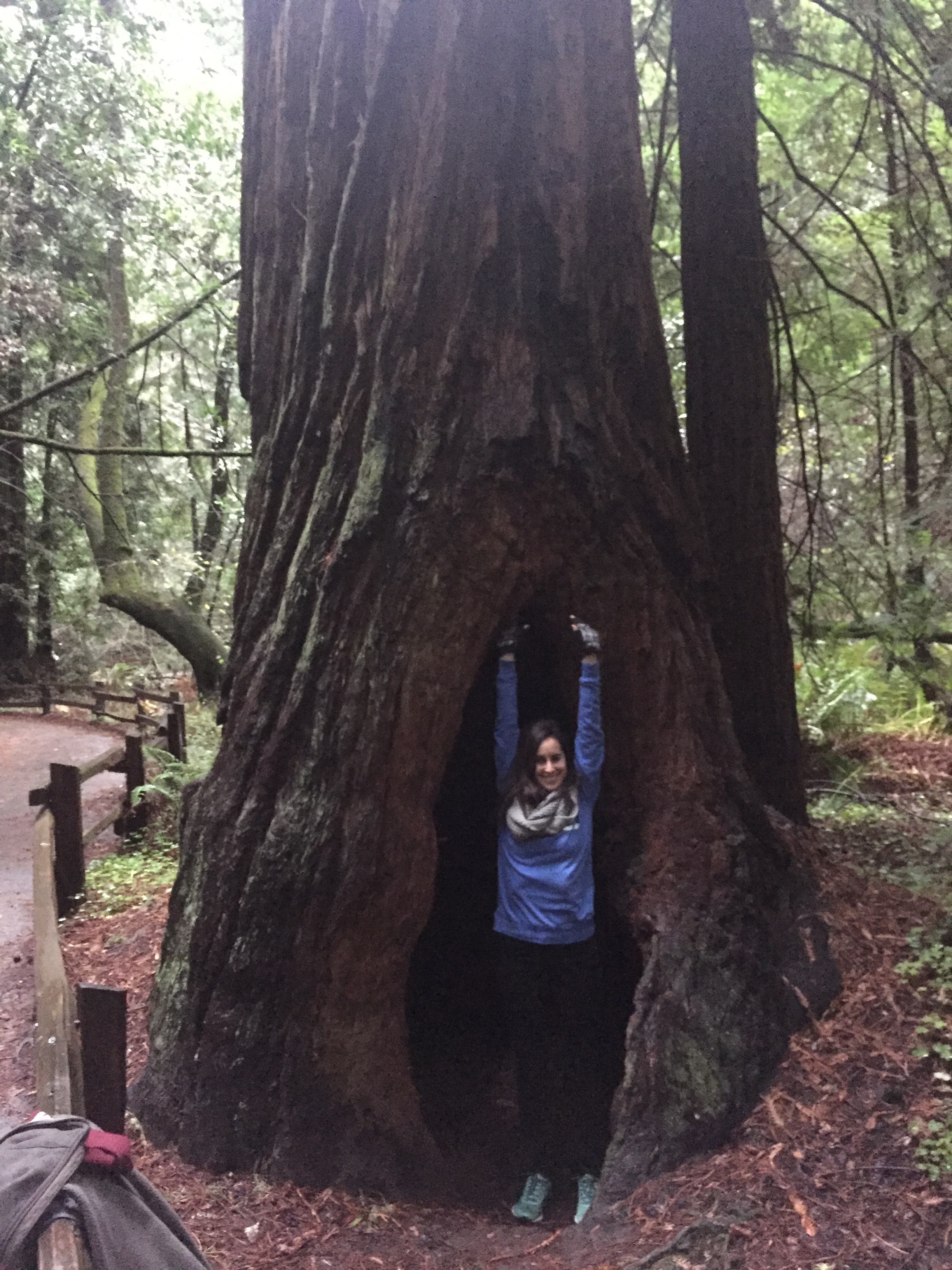Luli inside a Redwood.
