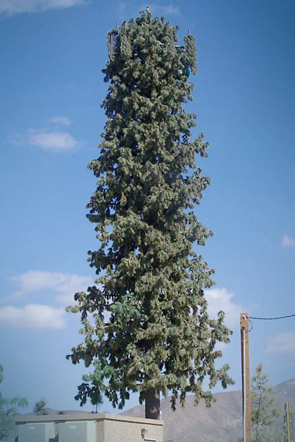 Gilman-Spring_pine.jpg