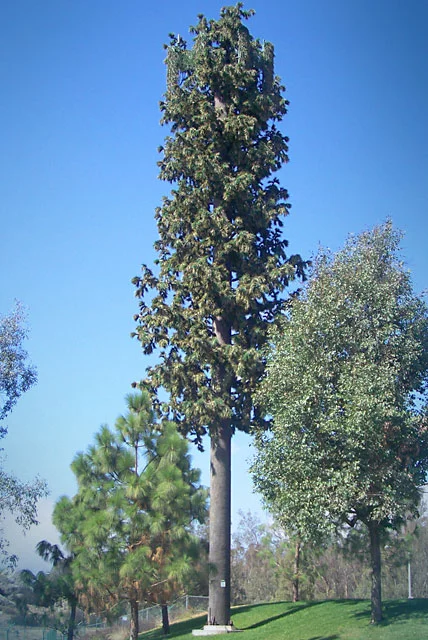 Hidden-Springs_pine.jpg