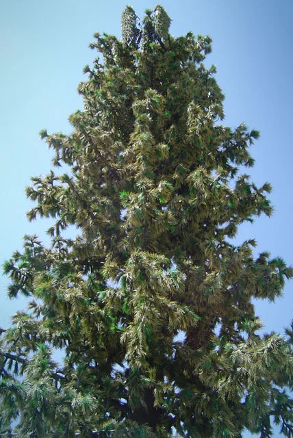 Hemet-Trailer-Supply_pine.jpg