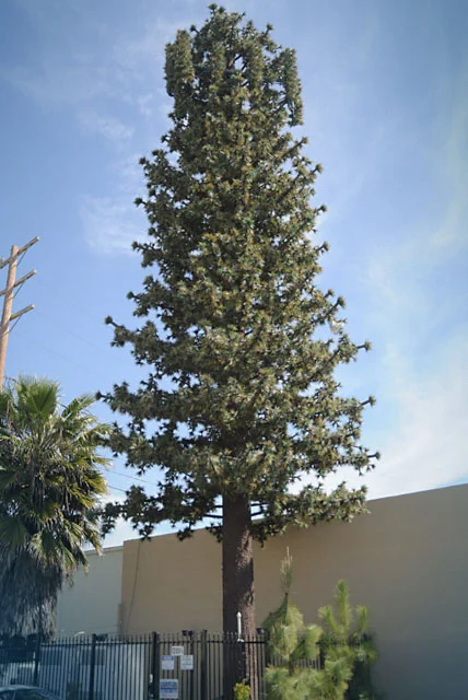 pine_1.jpg