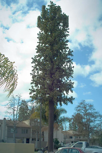 pine_3.jpg