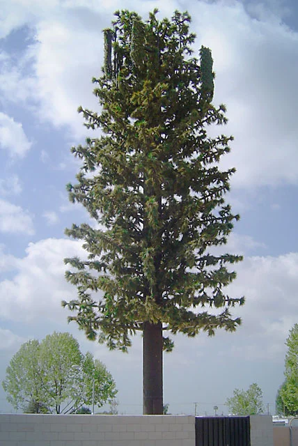 pine_4.jpg