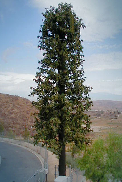 Sycamorecreek_pine.jpg