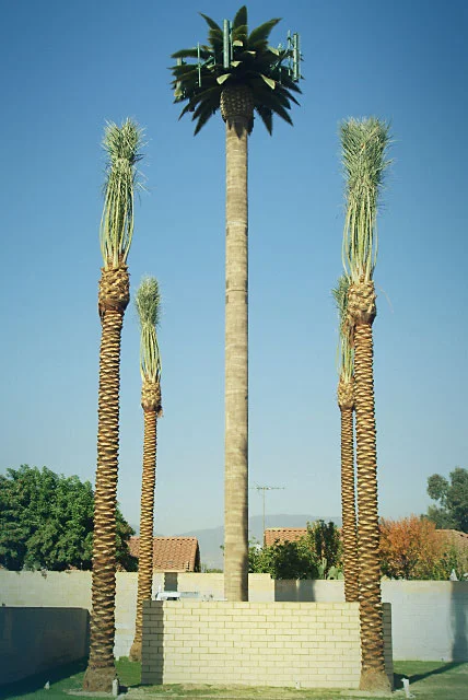 palm_2.jpg