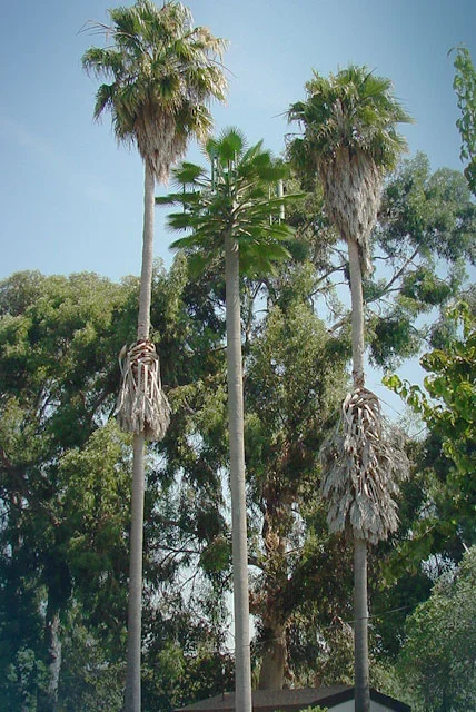 palm_3.jpg