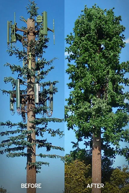 Pine1-BA.jpg