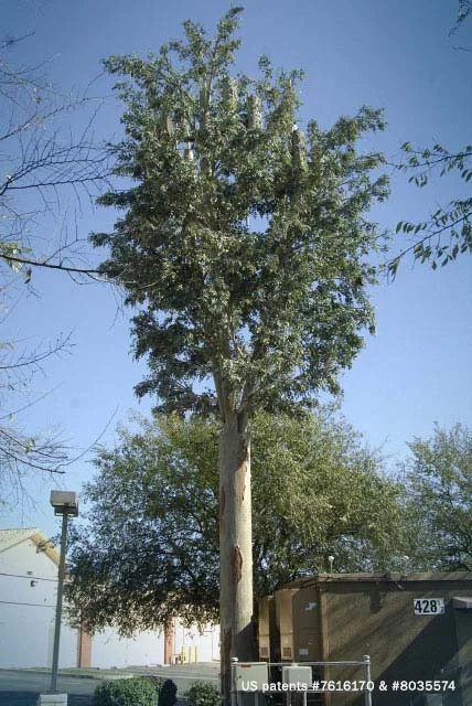 Montvue-Park_euc.jpg