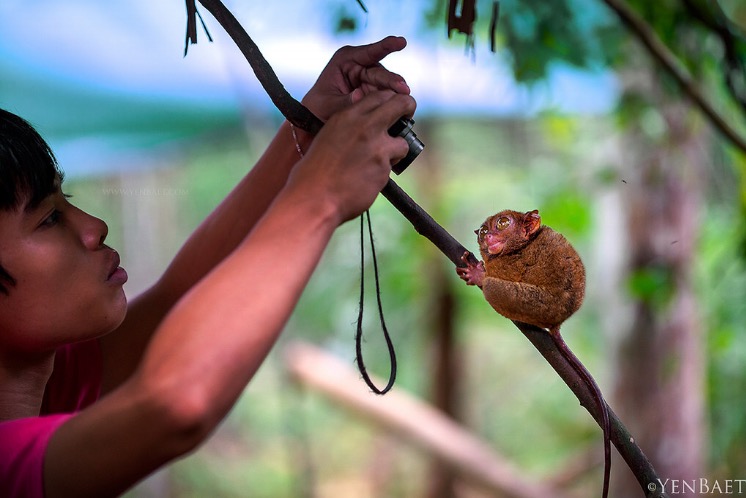 photography: Yen Baet / Bohol: Philippine Tarsier