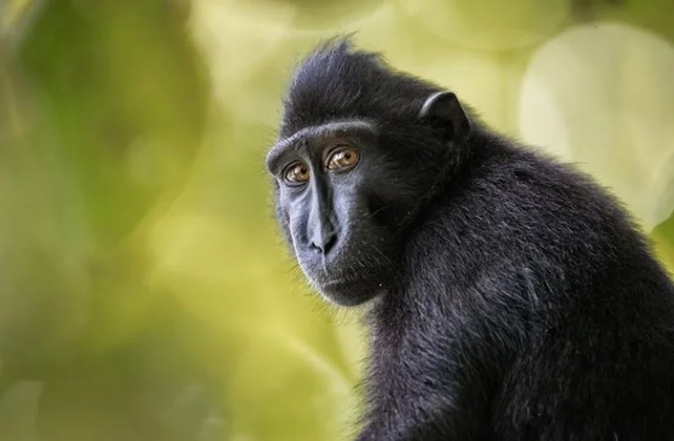Photography: Raymond Dan / Macaca Nigra in Sulawesi Island : Canon 1DX Mark 2 & Canon EF 600 mm lens on Gitzo tripod