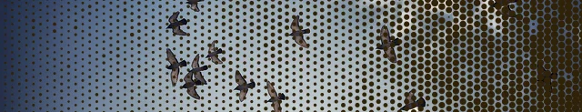 birds_bannet.jpg