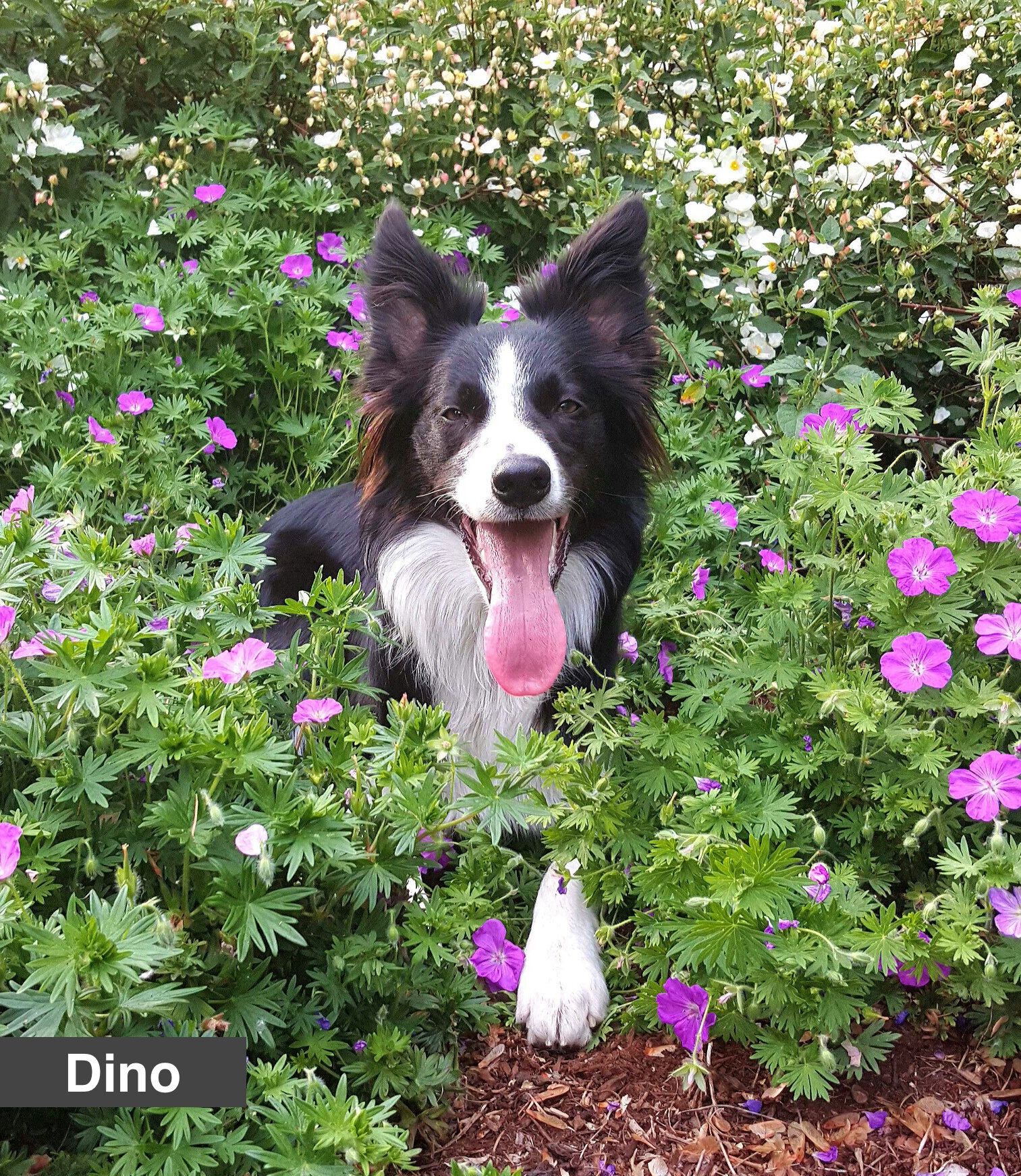 Dino purp flowers.jpg