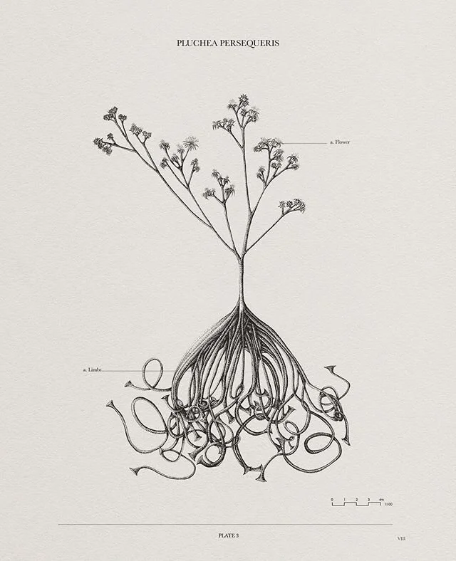 Plate No. 3

P L U C H E A  P E R S E Q U E R I S
The Plant That Chases

A R A B I C  N A M E:
&lrm;الَبْرُنوف الَّطاِرد

O R I G I N A L  P L A N T:
Pluchea Dioscoridis
&lrm;الَبْرُنوف

A N A T O M Y: 
a. Flower
The flowers emit a distinct foul scen