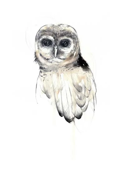 owl.jpg