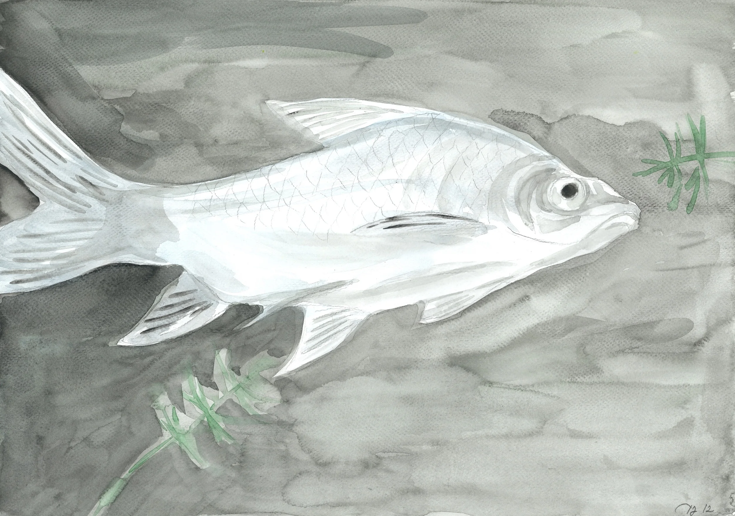 PaleFish.jpg