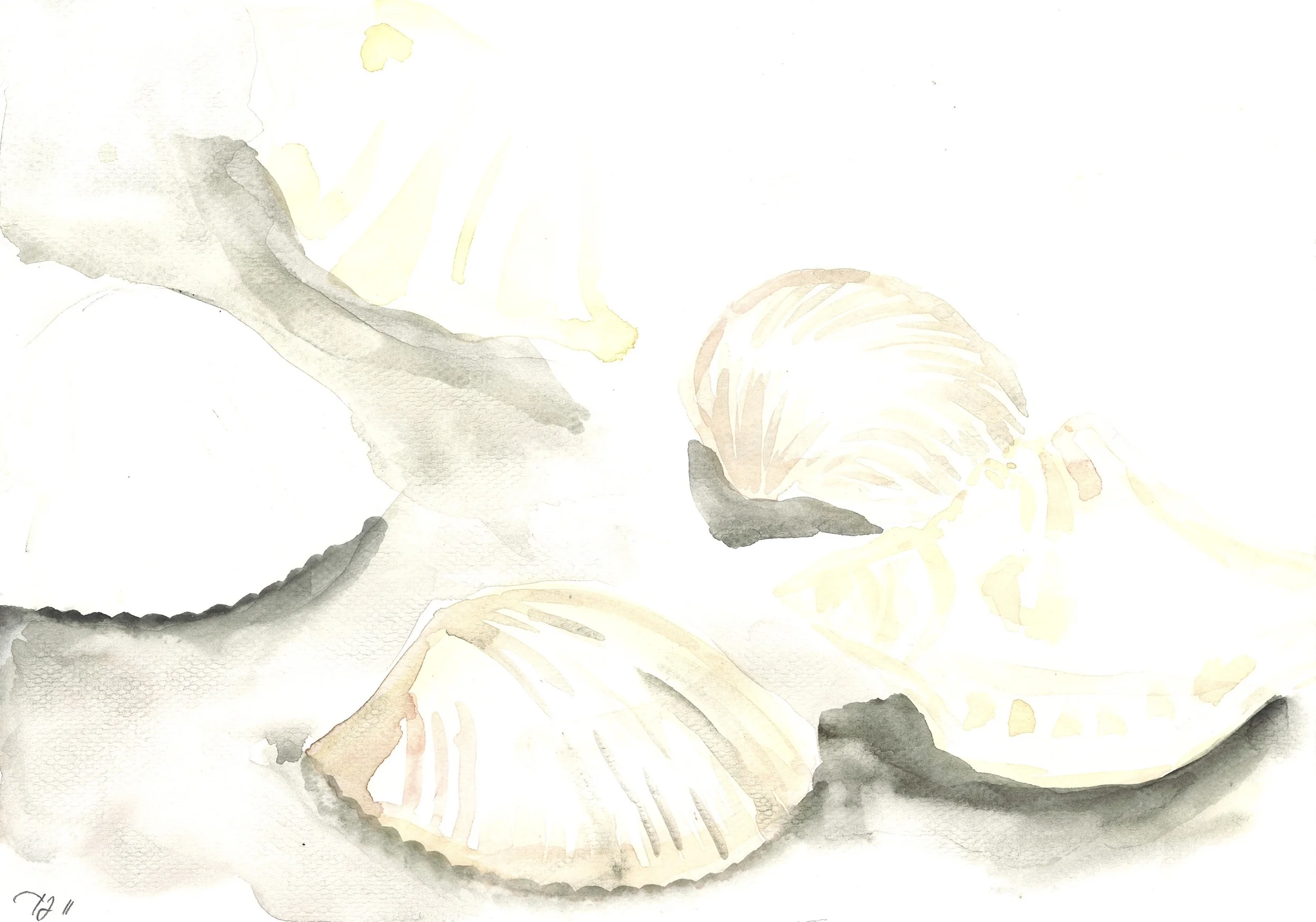 Seashell.jpg