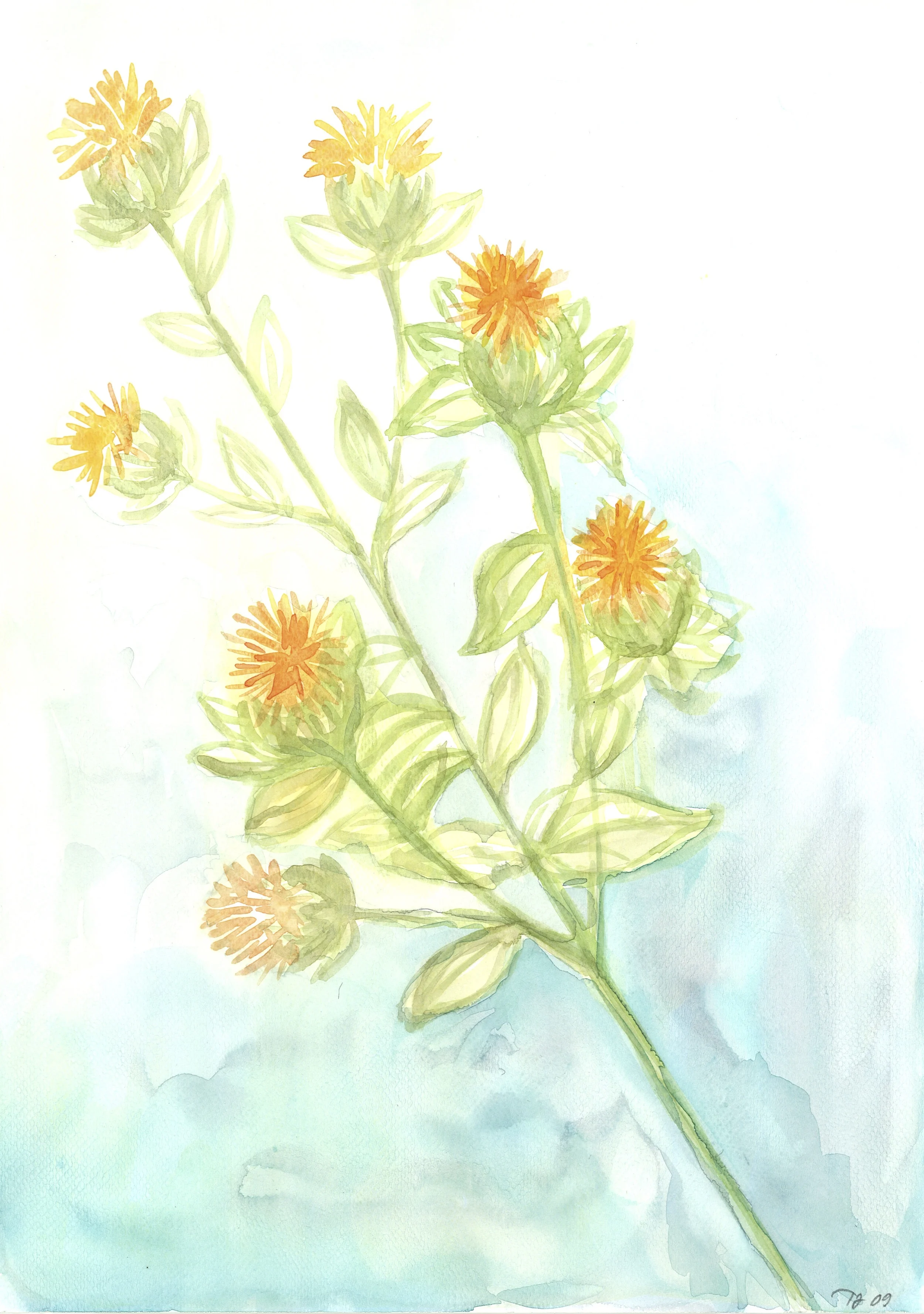 StrangeFlower.jpg