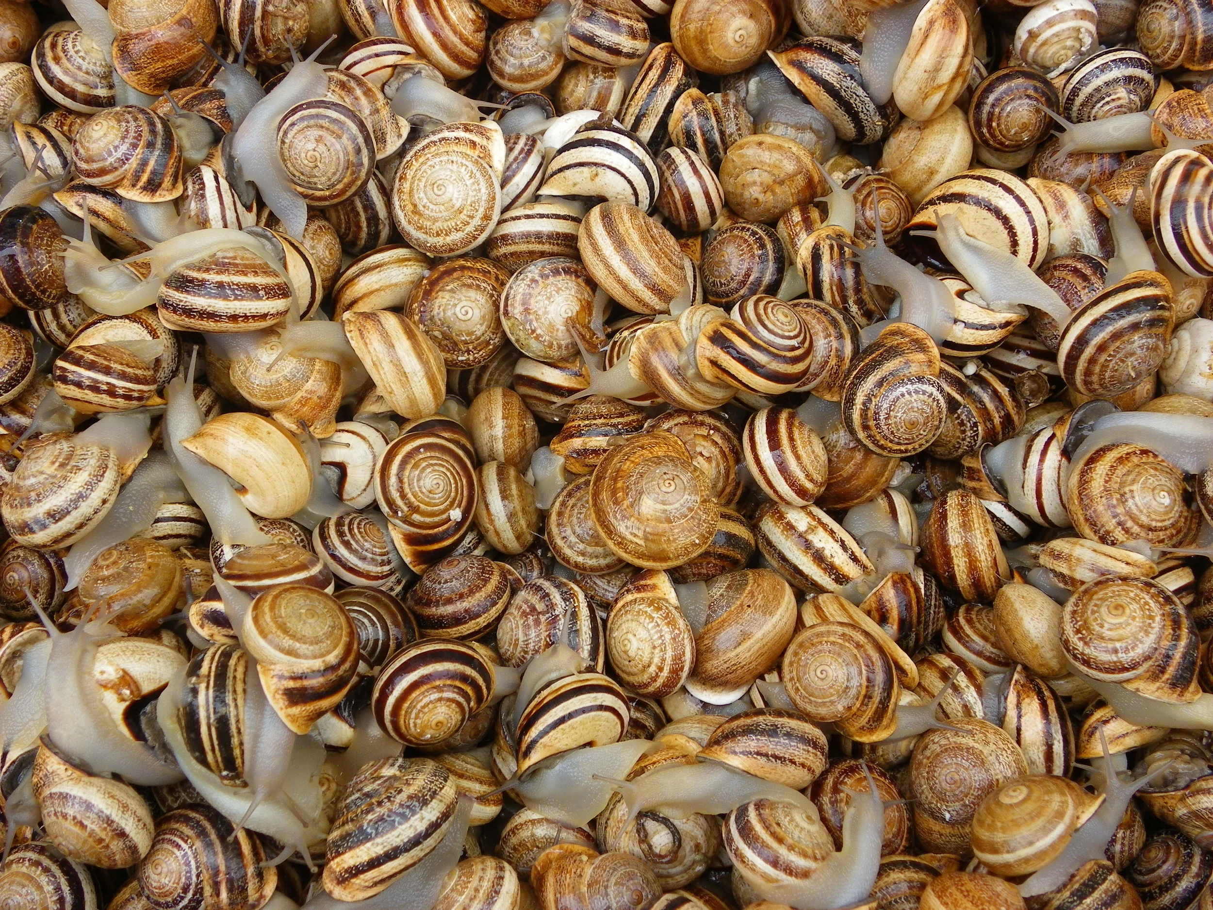 Stay Separate, Stay Holy