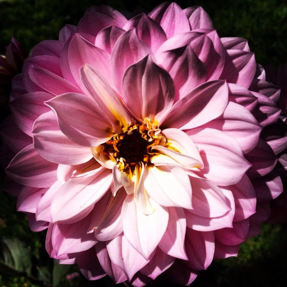 "Spring Flowers"